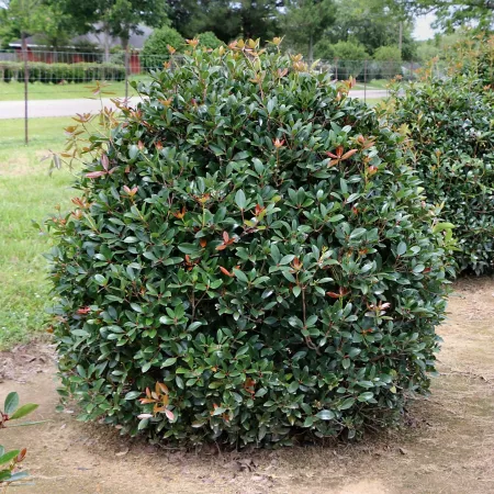 National Plant Network 2.25 gal Cleyera Japonica shrub in pot Bushes