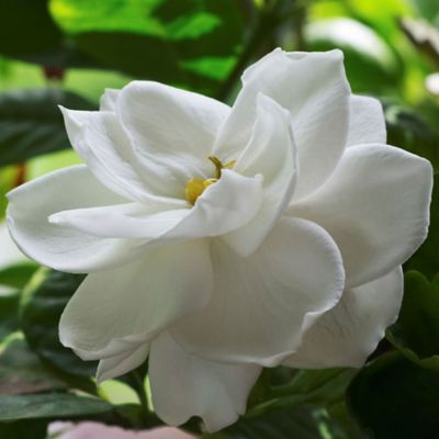 National Plant Network 2.5 qt. Radicans Gardenia Plant Small with some yellow leaves on the plant