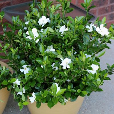 Image showing  2.5 qt. Potted Radicans Gardenia Plant