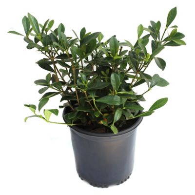 Image showing  2.5 qt. Potted Radicans Gardenia Plant