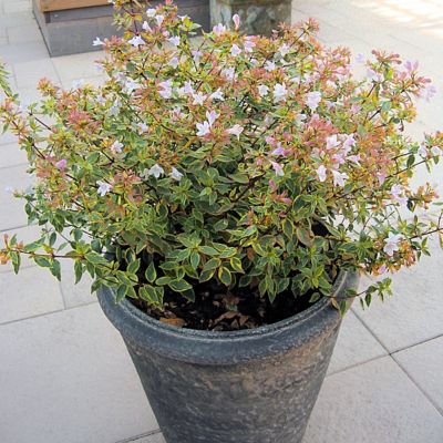 National Plant Network 2.25 gal. Potted Francis Mason Abelia Plant