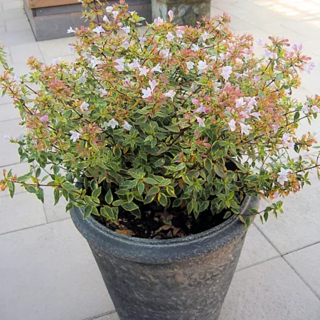 National Plant Network 2.25 gal Francis Mason Abelia plant in pot Bushes