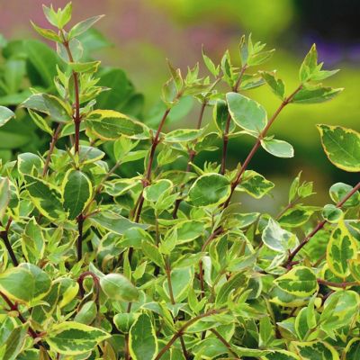 Image showing  2.25 gal. Potted Francis Mason Abelia Plant