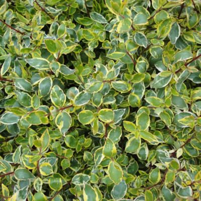 Image showing  2.25 gal. Potted Francis Mason Abelia Plant