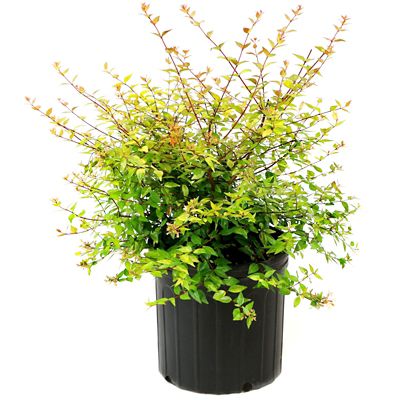 Image showing  2.25 gal. Potted Francis Mason Abelia Plant