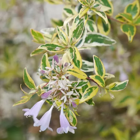 National Plant Network 2.25 gal Hopley Abelia Plant in Pot Bushes