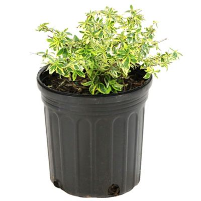 Image showing  2.25 gal. Potted Hopley's Abelia Plant