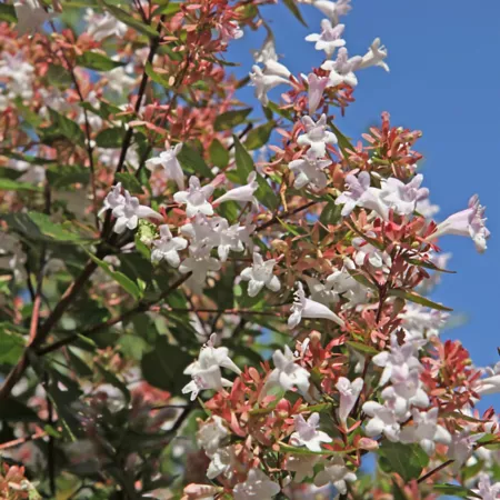 National Plant Network 2.25 gal Abelia Rose Creek Plant in Pot Bushes