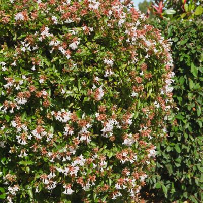 Image showing  2.25 gal. Potted Rose Creek Abelia Plant