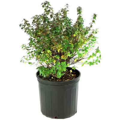 Image showing  2.25 gal. Potted Rose Creek Abelia Plant