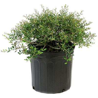 Image showing  2.5 qt. Holly Dwarf Yaupon Plant