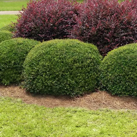 National Plant Network 2.25 gal Dwarf holly yaupon in pot Bushes