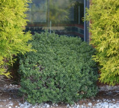 Image showing  2.5 qt. 'Soft Touch' Holly Plant with Purpose