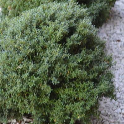 Image showing  2.5 qt. 'Soft Touch' Holly Plant with Purpose