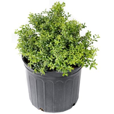 Image showing  2.5 qt. 'Soft Touch' Holly Plant with Purpose