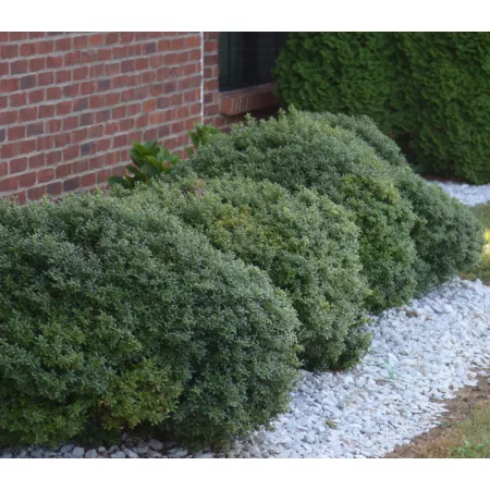 National Plant Network 2.25 gal Soft Touch Holly in Pot Bushes