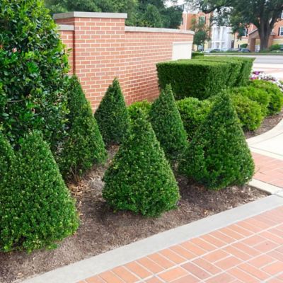 National Plant Network 2.25 gal. Potted Steeds Holly Plant