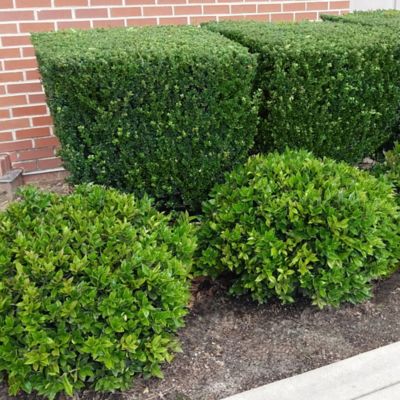 Image showing  2.25 gal. Potted Steeds Holly Plant