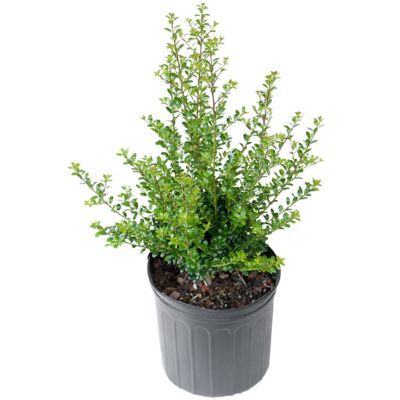 Image showing  2.25 gal. Potted Steeds Holly Plant