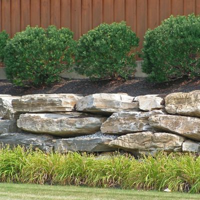 Image showing  2.25 gal. Potted White Shamrock Holly Inkberry Bush