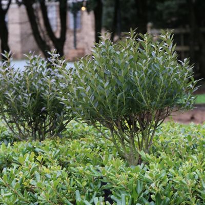 Image showing  2.25 gal. Potted White Shamrock Holly Inkberry Bush
