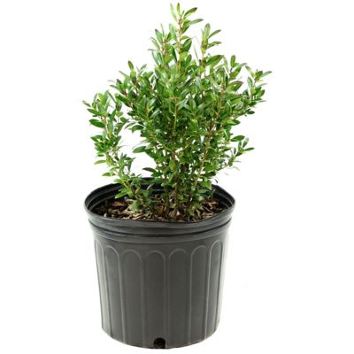 Image showing  2.25 gal. Potted White Shamrock Holly Inkberry Bush