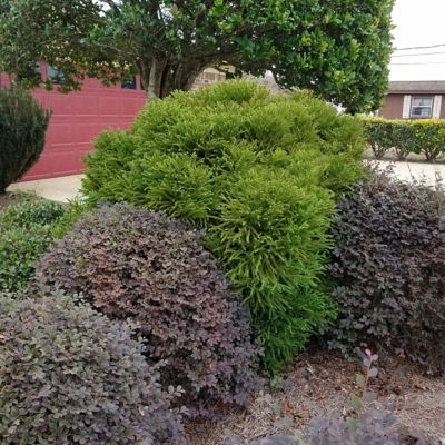 National Plant Network 2.25 gal. Potted Globosa Nana Cryptomeria Plant