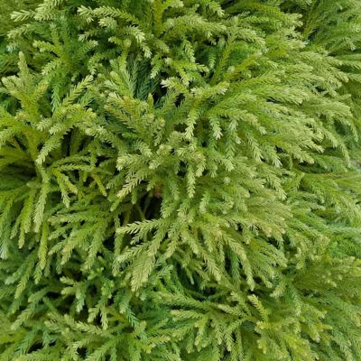 Image showing  2.25 gal. Potted Globosa Nana Cryptomeria Plant