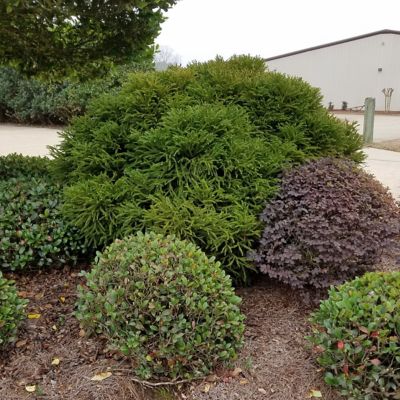 Image showing  2.25 gal. Potted Globosa Nana Cryptomeria Plant