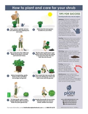 Image showing 5 th National Plant Network 2.25 gal. Potted Globosa Nana Cryptomeria Plant