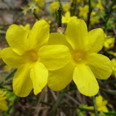 National Plant Network 2.5 qt. Winter Jasmine Plant