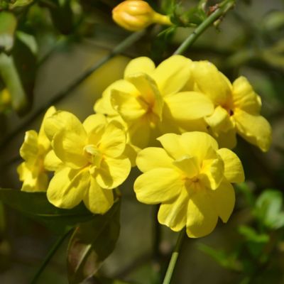 Image showing  2.5 qt. Potted Yellow Winter Jasmine Bush