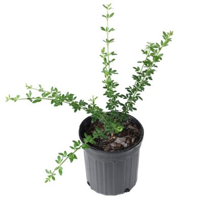 Image showing  2.5 qt. Potted Yellow Winter Jasmine Bush