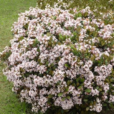 Image showing  2.5 qt. Snow White Indian Hawthorn Plant