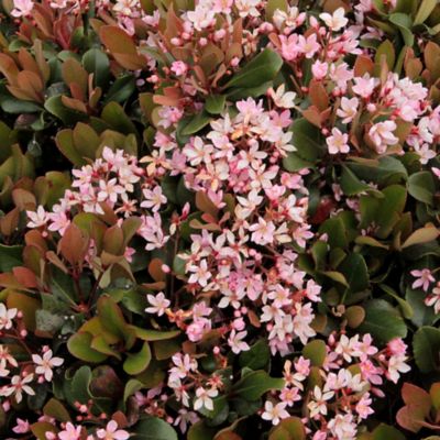 National Plant Network 2.25 gal. Snow White Indian Hawthorn Plant with Purpose