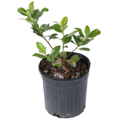 Image showing  2.25 gal. Potted Snow White Indian Hawthorn Plant with Purpose