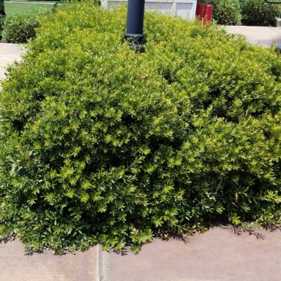 National Plant Network 2.25 gal. Potted Dwarf Wax Myrtle Plant