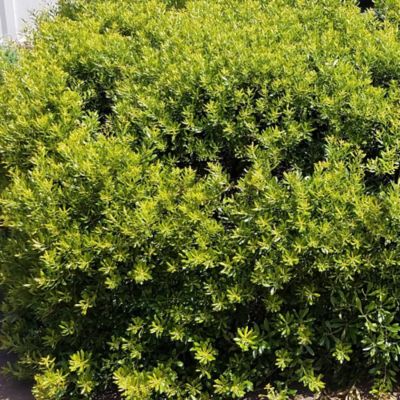 Image showing  2.25 gal. Potted Dwarf Wax Myrtle Plant