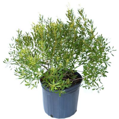 Image showing  2.25 gal. Potted Dwarf Wax Myrtle Plant