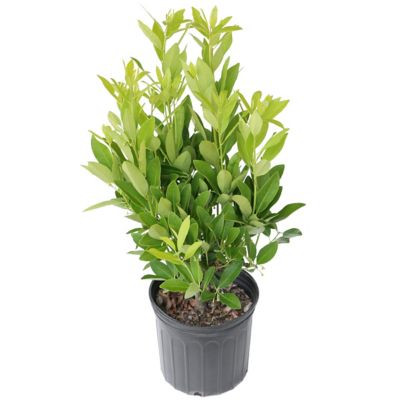 National Plant Network 2.25 gal. Potted Annise Tree Plant