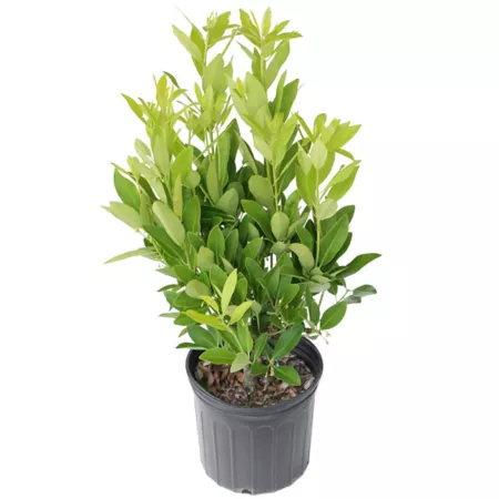 National Plant Network 2.25 gal Anise plant in pot Bushes