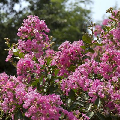 National Plant Network 2.25 gal. Pocomoke Dwarf Crape Myrtle