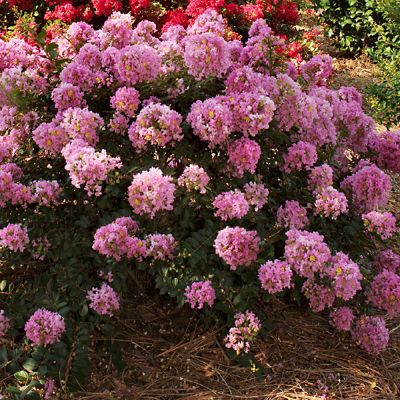 Image showing  2.25 gal. Potted Pocomoke Dwarf Crape Myrtle