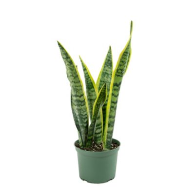 National Plant Network 6 in. Laurentii Snake Plant