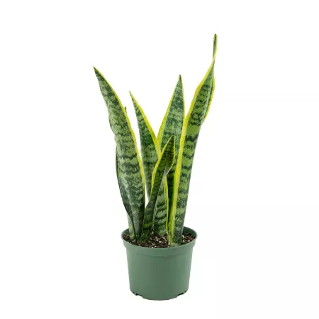 National Plant Network Laurentii Snake Plant in 6" Pot Succulents & House Plants