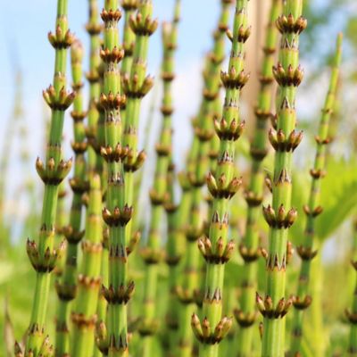 Image showing  2.5 qt. Native Horsetail Reed Plant