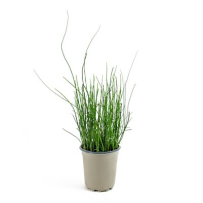 Image showing  2.5 qt. Native Horsetail Reed Plant
