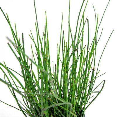 Image showing  2.5 qt. Native Horsetail Reed Plant