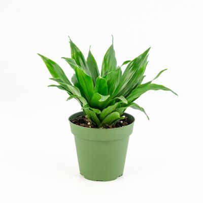 National Plant Network 4 in. Janet Craig Compacta Dracaena Plants, 2 pc.