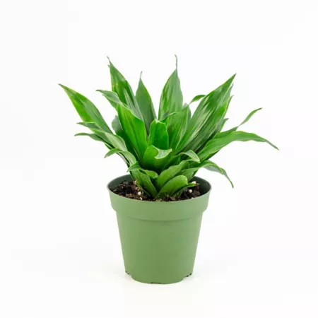 National Plant Network 4" Janet Craig Compacta Dracaena Plants 2pcs. Succulents & House Plants